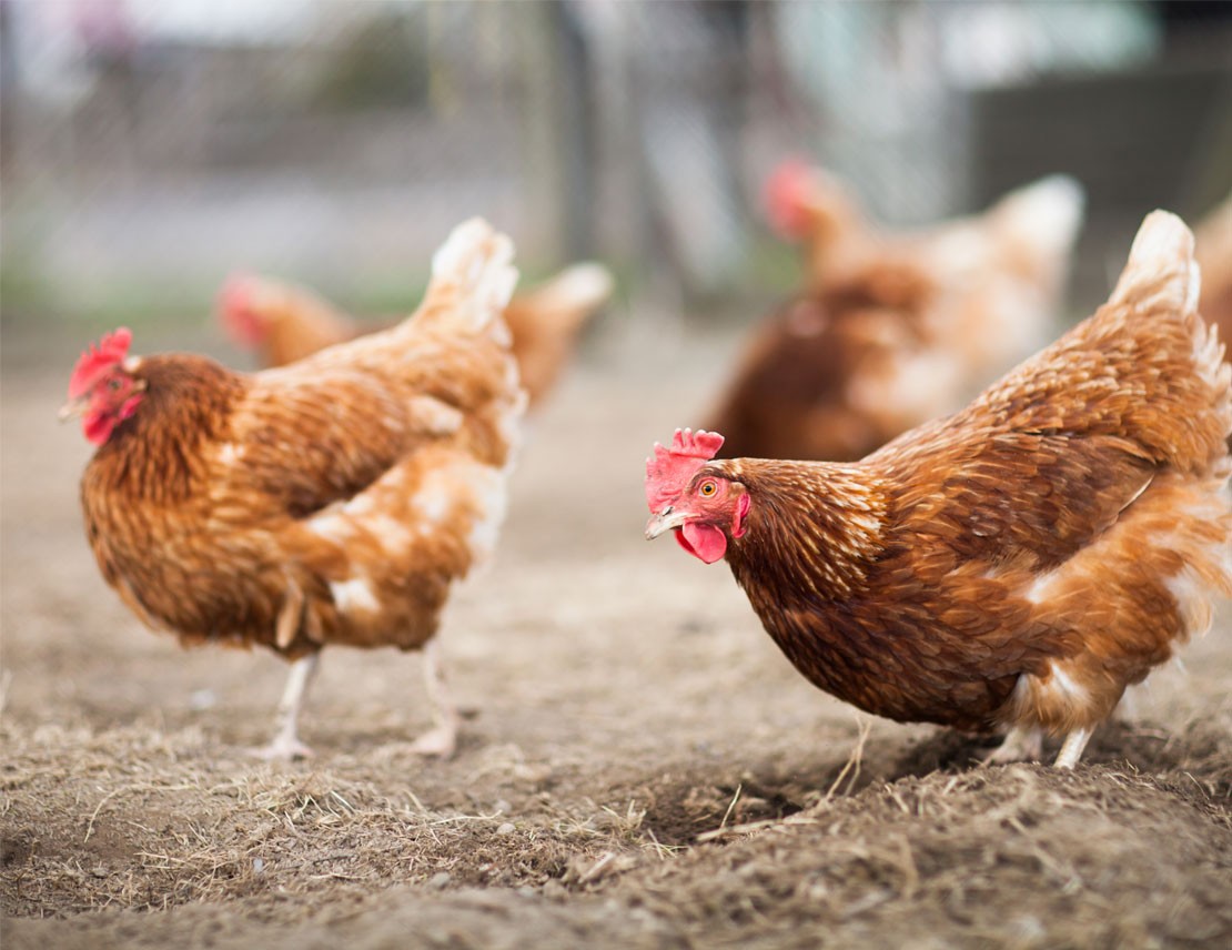 Beneficios y propiedades del pollo ecológico