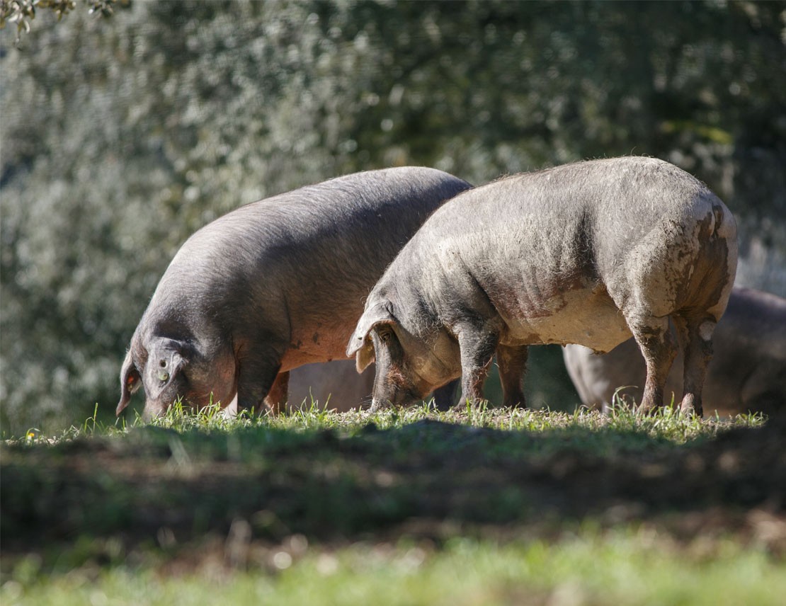 Los beneficios del cerdo ecológico gallego 
