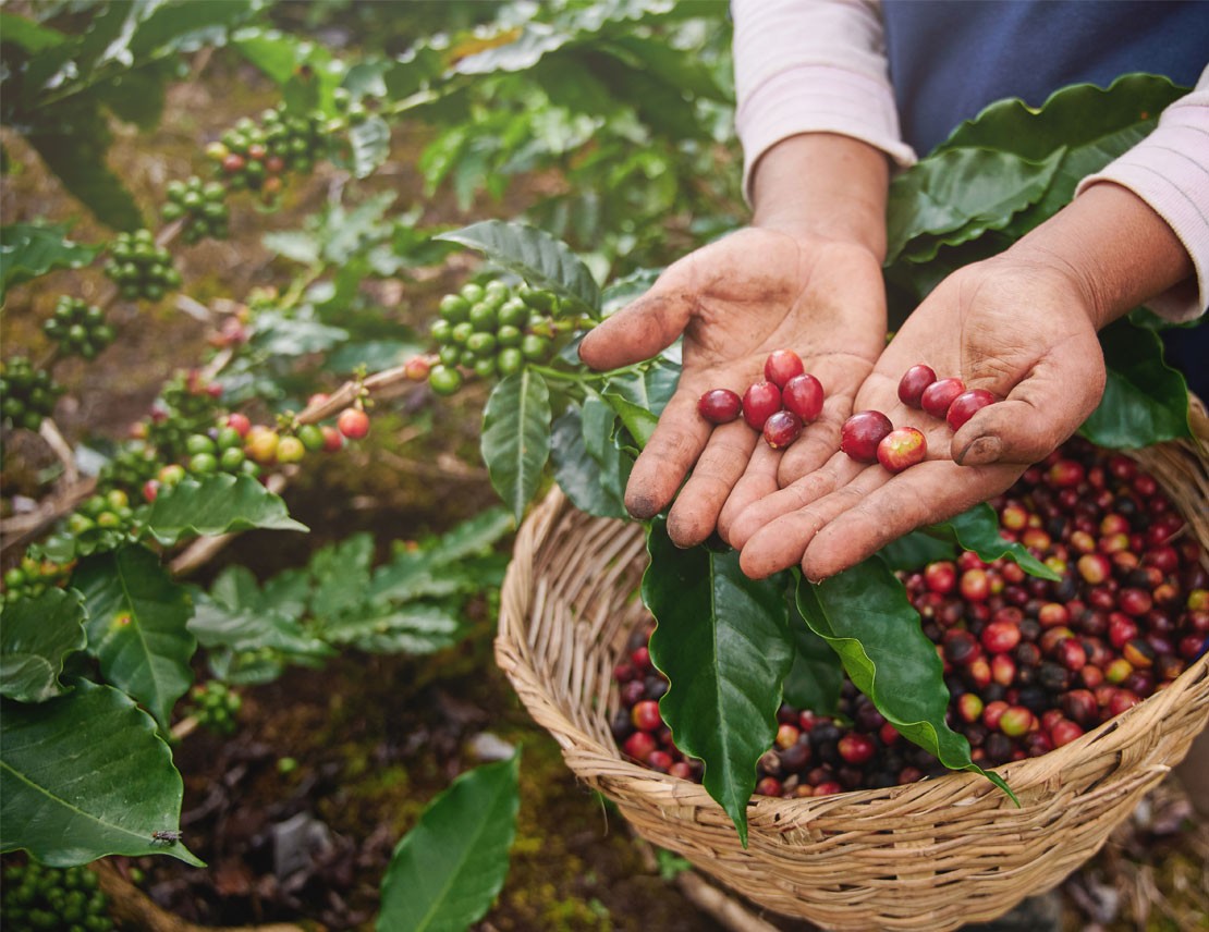 ¿Qué es el café orgánico? ¿Y cuáles son sus beneficios?