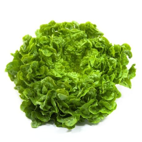 LECHUGA BATAVIA