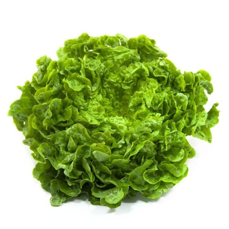 LECHUGA BATAVIA- unidad