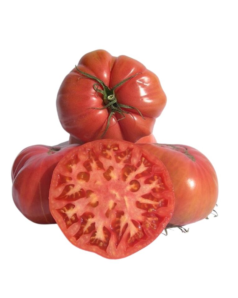 tomate raf