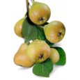 PERA ABATE FETEL- 500gr