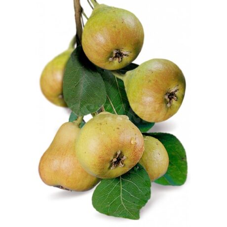 PERA ROCHA 500gr