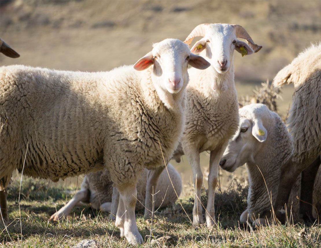 Los Beneficios De La Carne De Cordero Gallego Ecológico Para El Medio Ambiente Y Tu Familia