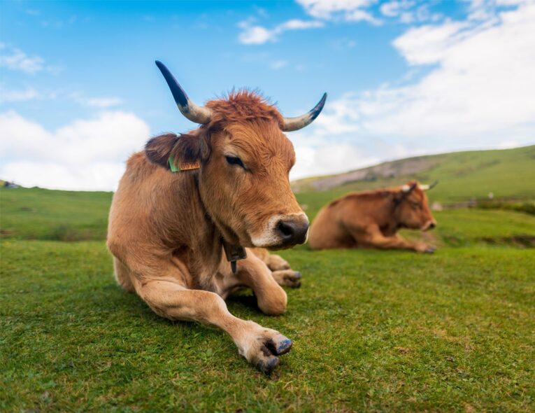 Los Beneficios De La Carne De Ternera Ecológica Gallega