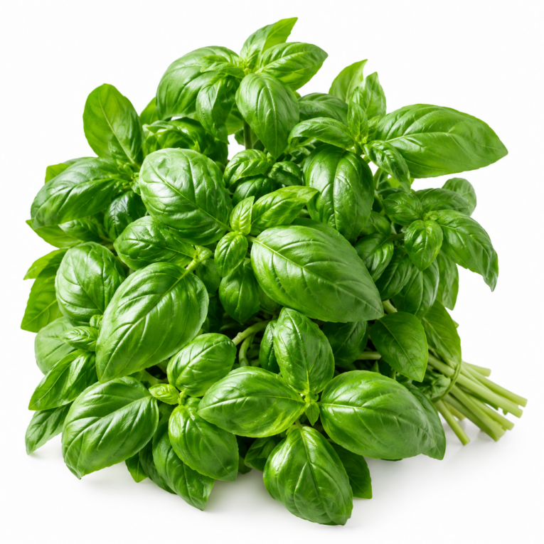 albahaca on line